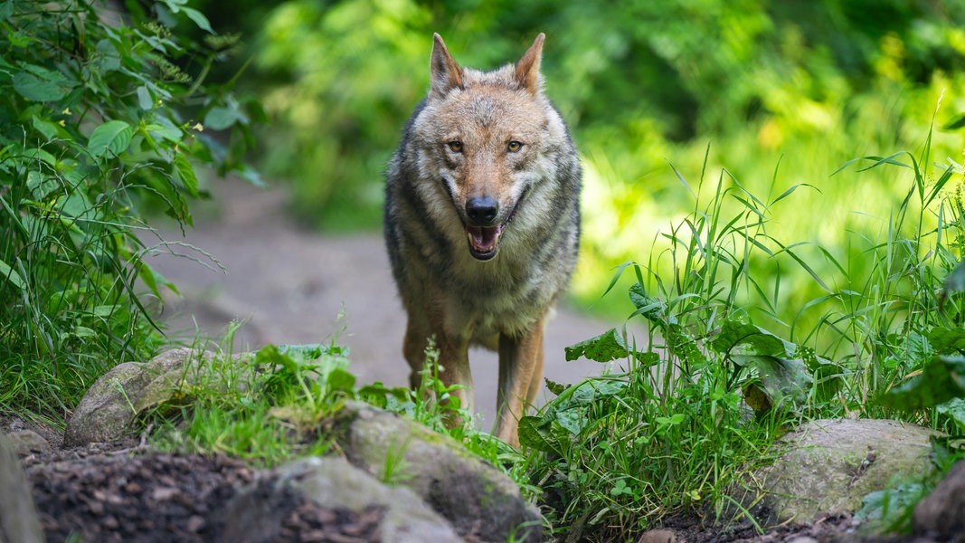 Ein Wolf läuft im Wildpark Lüneburger Heide durch sein Gehege.