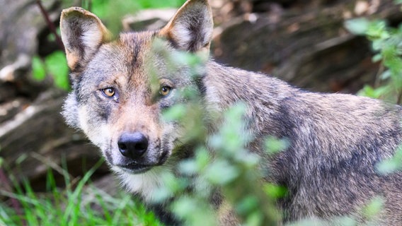 Ein Wolf steht im Gehege im Wisentgehege Springe. © picture alliance/dpa | Julian Stratenschulte Foto: Julian Stratenschulte