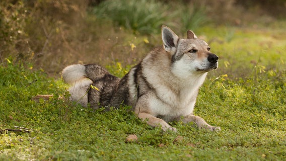 Ein Tschechoslowakischer Wolfhund © picture alliance / imageBROKER Foto: Carina Maiwald