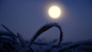 Der Vollmond leuchtet am Himmel. © Nord-West-Media TV 