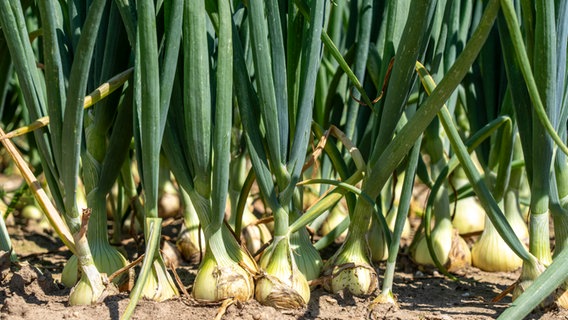 Zwiebeln wachsen auf einem Feld. © picture alliance Foto: Jochen Tack