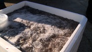 Tausende von kleinen Aalen tummeln sich in einem Styropor-Behälter © NDR 