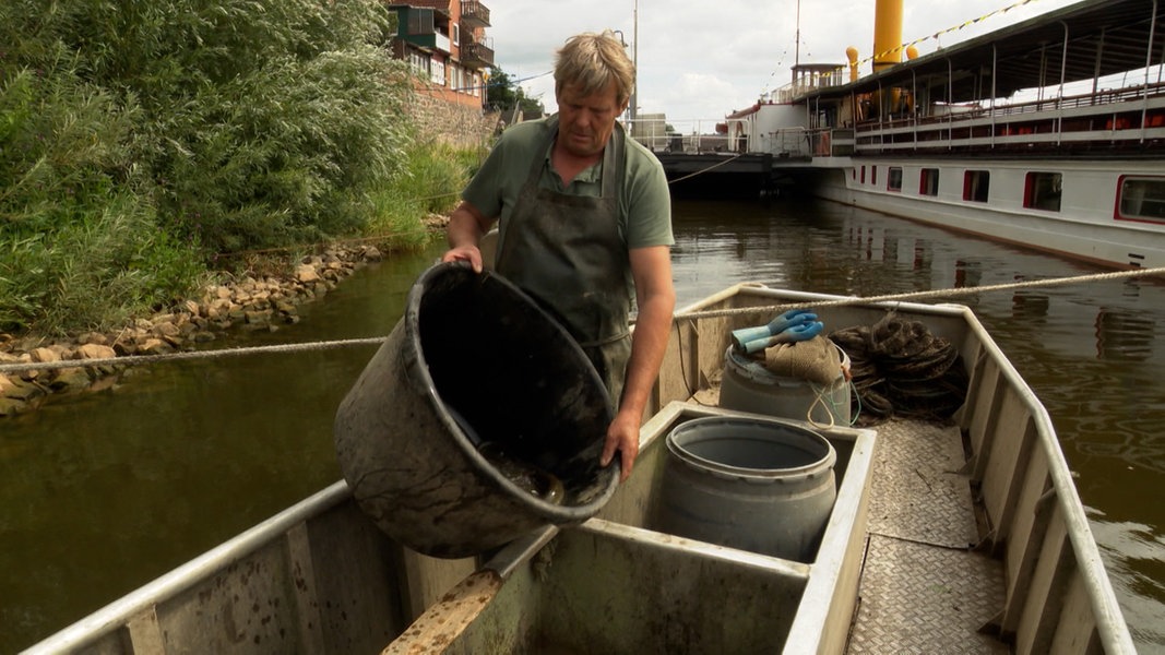 Traditionelle Fischerei in Lauenburg: Aller Aalfang ist schwer