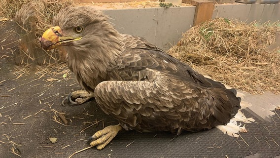 Ein Seeadler in einer Wildtiersation. © Wildtier- und Artenschutzzentrum (WAZ)/Christian Erdmann Foto: Christian Erdmann