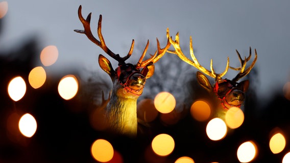 Zwei Rentierfiguren hinter Lichtern bei Nacht. © imago images / Panama Pictures 