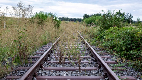 Stillgelegte, zugewucherte Bahngleise © Imago Images Foto: xR.xSchmiegeltx/xFuturexImage
