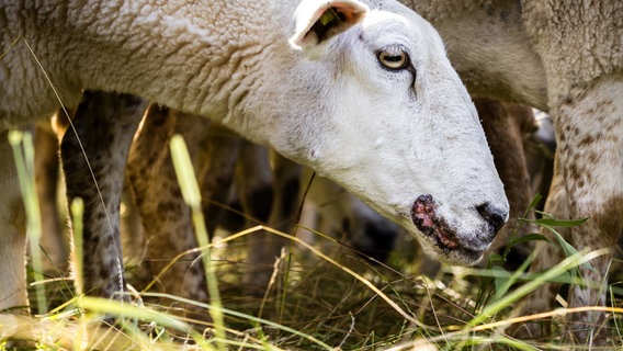 Ein Schaf, das mit der Blauzungenkrankheit infiziert ist. © picture alliance / ANP | ROB ENGELAAR 