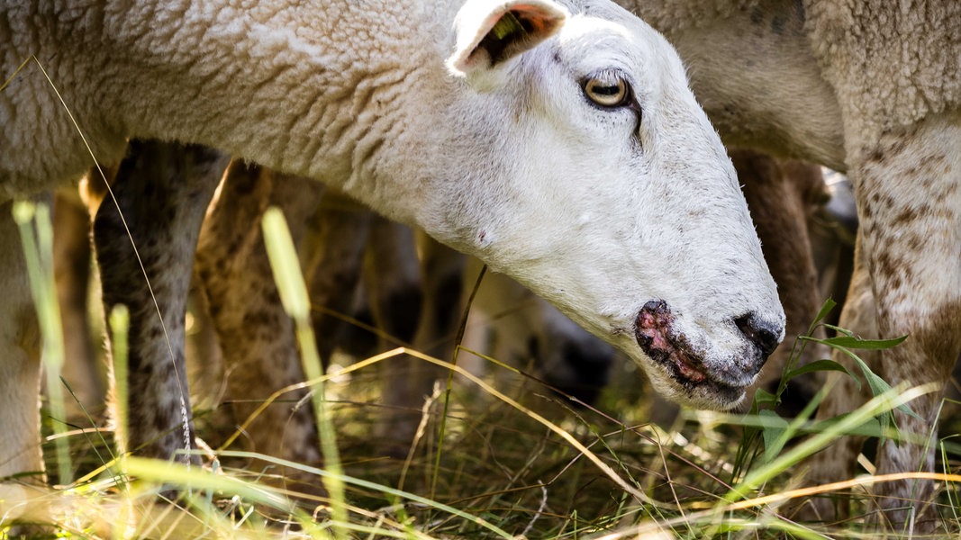 Landkreis Rostock empfiehlt Schutzimpfung vor Blauzungenvirus