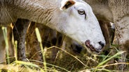 Ein Schaf, das mit der Blauzungenkrankheit infiziert ist. © picture alliance / ANP | ROB ENGELAAR 