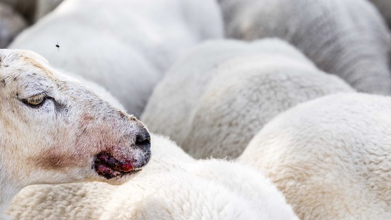 Ein Schaf mit Blauzungenkrankheit bei einem Viehzüchter. © picture alliance Foto: Rob Engelaar