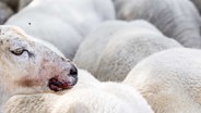 Ein Schaf mit Blauzungenkrankheit bei einem Viehzüchter. © picture alliance Foto: Rob Engelaar