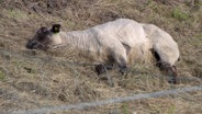 Ein an Blauzungenkrankheit leidendes Schaf liegt auf einer Wiese in Eiderstedt. © NDR 