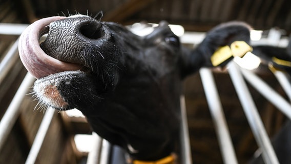 Ein mit Blauzungenkrankheit infiziertes Rind zeigt seine Zunge. © dpa Foto: Lars Penning