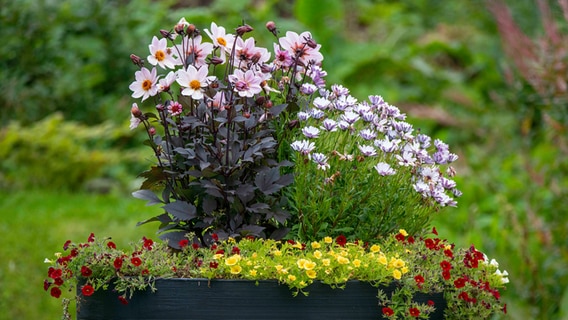 Ein bunter Blumenkübel im Sommer. © Hinrich Bäsemann Foto: Hinrich Bäsemann