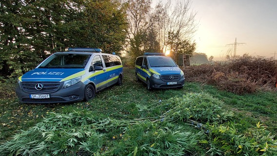 Zwei Fahrzeuge der Polizei stehen vor einem größeren Menge Cannabispflanzen © Polizeidirektion Neumünster Foto: Polizeidirektion Neumünster