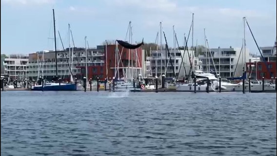 Ein Delfin springt aus der Trave in Lübeck. © TeleNewsNetwork 