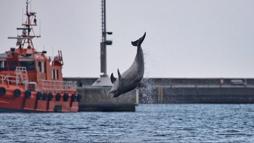 Travemünde: Delfin „Delle“ ist offenbar sehr gesprächig