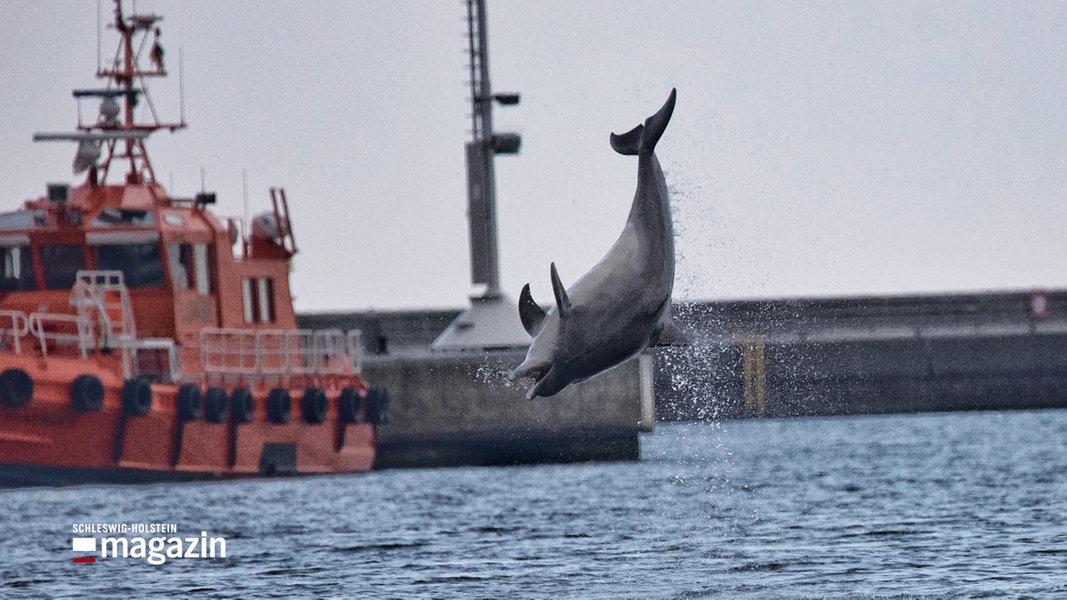 Ist Delfin Delle noch in Travemünde?