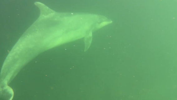 Ein Delfin in Kiel-Holtenau. © Berufsfeuerwehr Kiel 