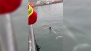 Ein Delfin im Wasser bei Kiel-Holtenau. © Feuerwehr Kiel 