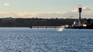 EIn Delfin springt in Kiel-Holtenau aus dem Wasser © NDR Foto: NDR Screenshot