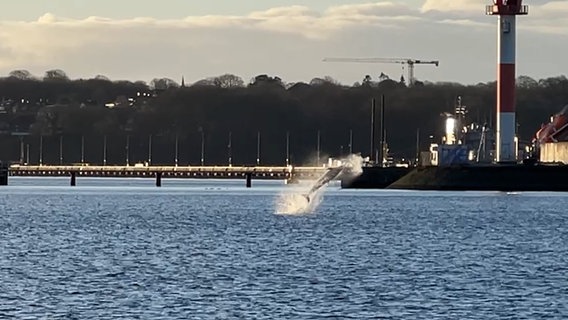 EIn Delfin springt in Kiel-Holtenau aus dem Wasser © NDR Foto: NDR Screenshot