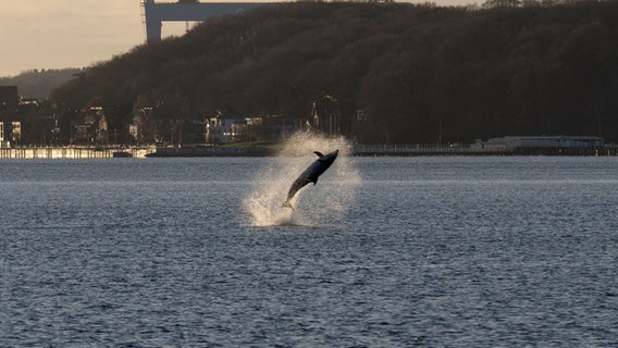 EIn Delfin springt in Kiel-Holtenau aus dem Wasser © Marco Hünemörder Foto: Marco Hünemörder