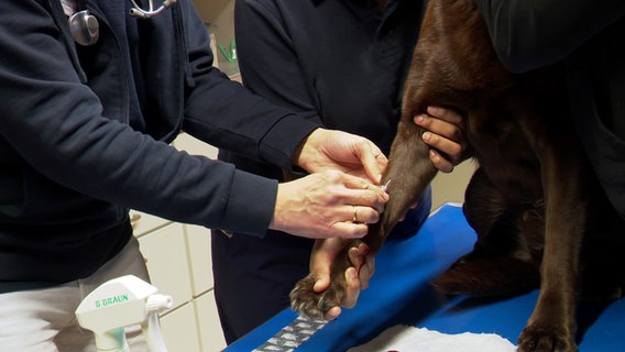 Ein Tierarzt legt einen Zugang bei einem Hund. © NDR 