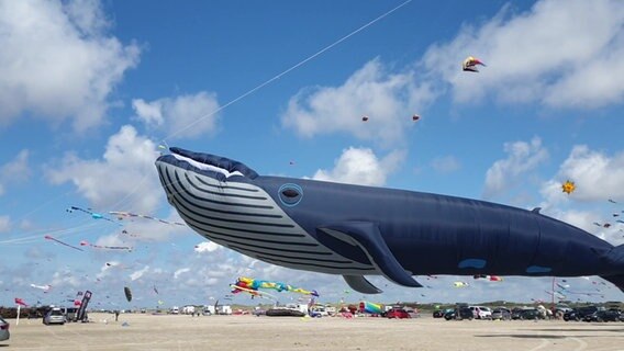 Ein riesiger Blauwal-Drachen am Himmel. © Baltic Kite Freinds 