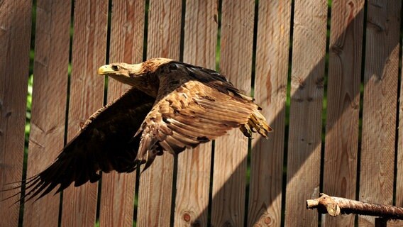 Fliegen ist dem Adler auch wieder möglich © Wildpark Eekholt Foto: Wolf v. Schenck