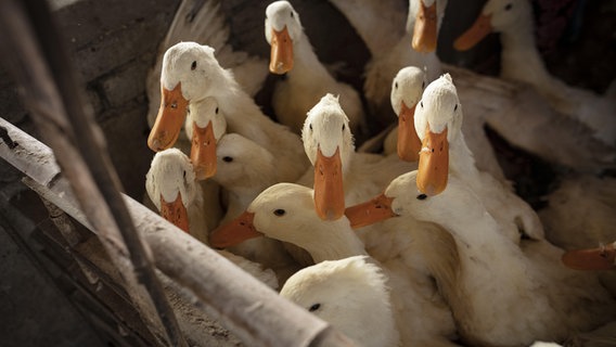 Enten in einem Schlachtbetrieb. © picture alliance / imageBROKER | Florian Bachmeier Foto: Florian Bachmeier