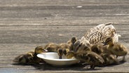 Eine Entenfamilie isst gemeinsam aus einer Schale. © NDR 