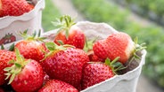 Eine Schale Erdbeeren vor einem Erdbeerfeld. © picture alliance/dpa Foto: Sebastian Gollnow