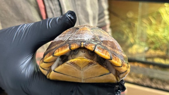 Eine Hand hält eine Schildkröte in die Kamera, die Schildkröte hat sich in ihren Panzer zurückgezogen © NDR Foto: Karen Münster