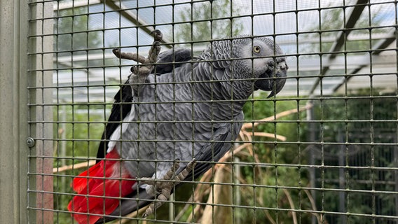 Ein Papagei in einem Käfig blickt in die Kamera © NDR Foto: Karen Münster