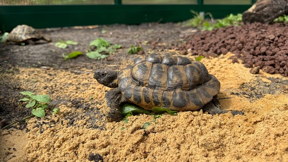 Eine Schildkröte auf dem Boden © NDR Foto: Karen Münster