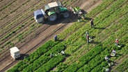 Arbeiter sind bei der Ernte auf einem Feld unterwegs. © picture alliance / imageBROKER Foto: Holger Weitzel