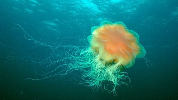 Eine Feuerqualle schwimmt durchs Meer. Hinter hier spiegelt sich Sonne in der Wasseroberfläche. © picture alliance | imageBROKER Foto: P. Sutter