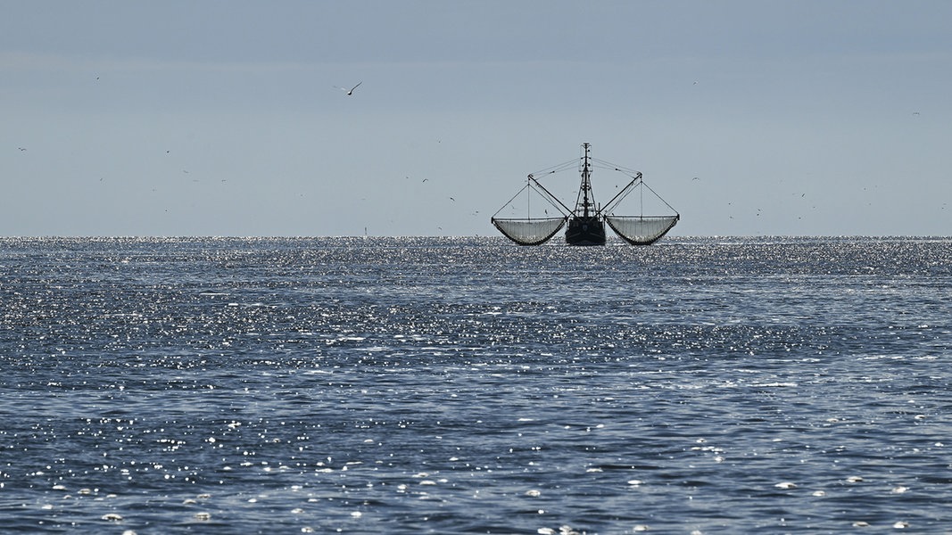 Studie: Fischbestände in Ost- und Nordsee dramatisch überschätzt