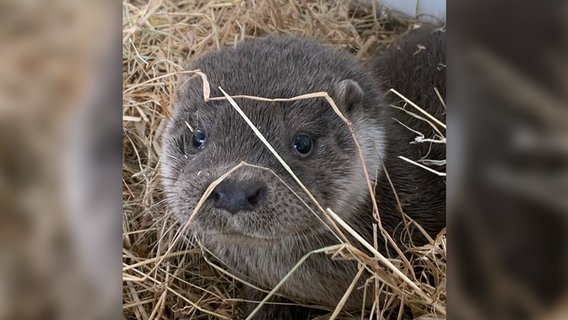 Ein junges Fischotter blickt in die Kamera. © Wildtier- und Artenschutzzentrum gGmbH 