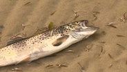 Ein toter Fisch schwimmt im Wasser an der Ostseeküste in Eckernförde. © NDR 