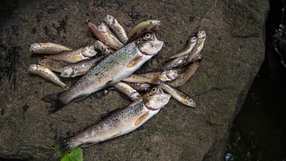 Mehrere tote Fischen liegen auf einem Stein © Landessportfischerverband Schleswig-Holstein e.V. Foto: Johannes Radtke