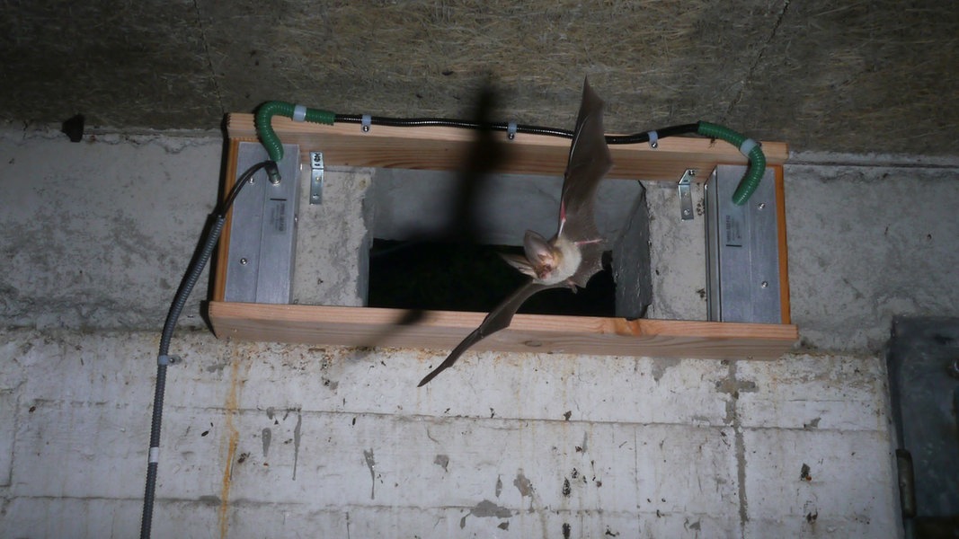 Eine Fledermaus fliegt in einen Bunker.