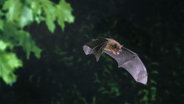 Eine Zwergfledermaus im Flug. © picture alliance / blickwinkel/D. Mahlke Foto: D. Mahlke