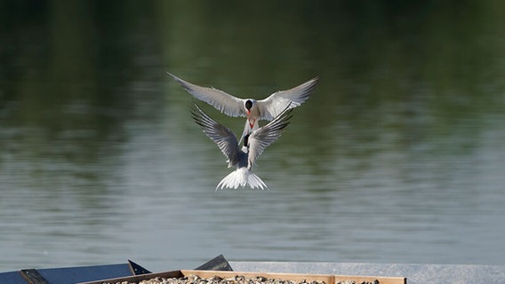 Zwei Flussseeschwalben bei einer Brutinsel am Sehlendorfer Binnensee. © Stiftung Naturschutz Schleswig-Holstein Foto: Aiko Huckau