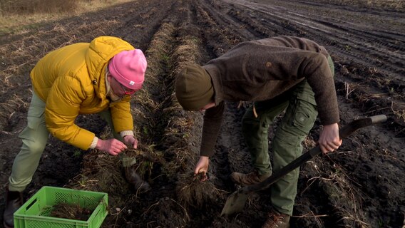 Zwei Männer sind auf dem Feld und holen die Haferwurzel aus der Erde. © NDR Foto:  NDR