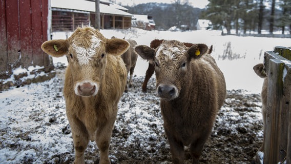 Zwei Kühe stehen auf einem schneebedeckten Hof und blicken in die Kamera. © IMAGO / Wirestock 