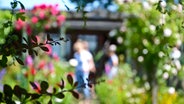 Ein Schrebergarten im Sommer, in dem sich mehrere Personen bewegen, durch Pflanzen hindurch fotografiert. Der Fokus liegt auf den Blättern eines Zweiges im Vordergrund. © NDR Foto: Veronika Sawicki