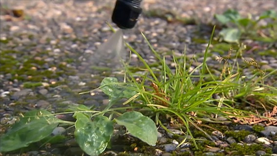 Eine Düse spritzt Glyphosat auf Unkraut. © NDR 