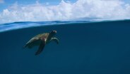 Eine Schildkröte schwimmt im Meer © Greenscreenfestival Foto: Greenscreenfestival